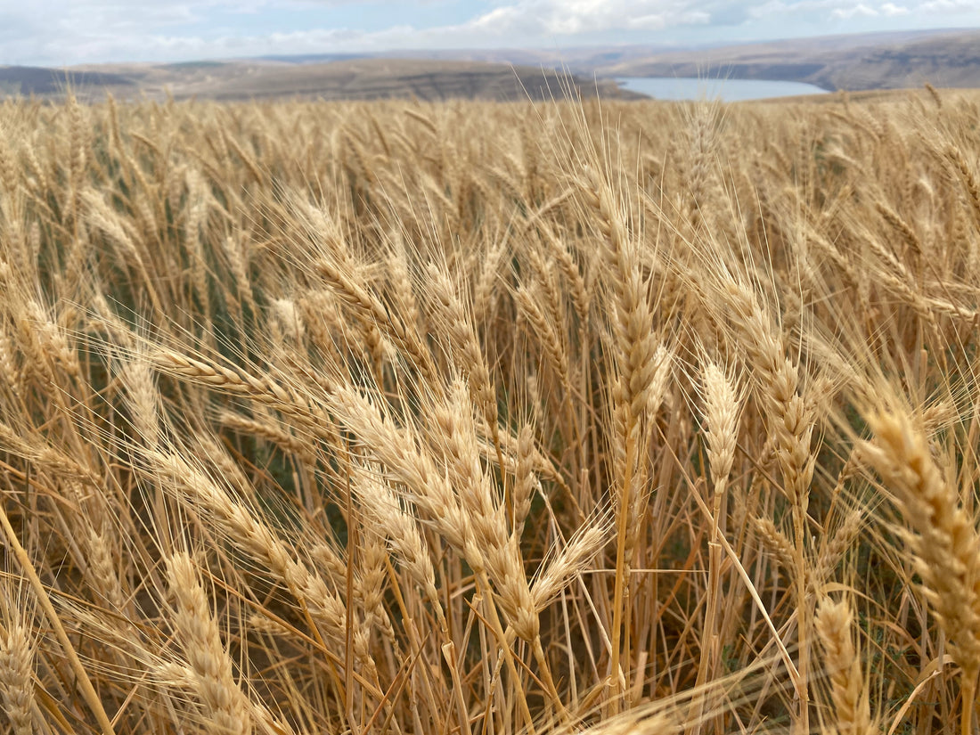 Understanding gluten in hair products