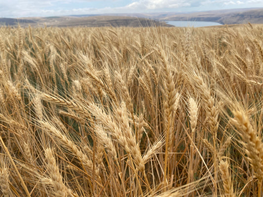 Understanding gluten in hair products